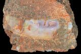 Polished, Petrified Wood (Araucarioxylon) - Arizona #176991-2